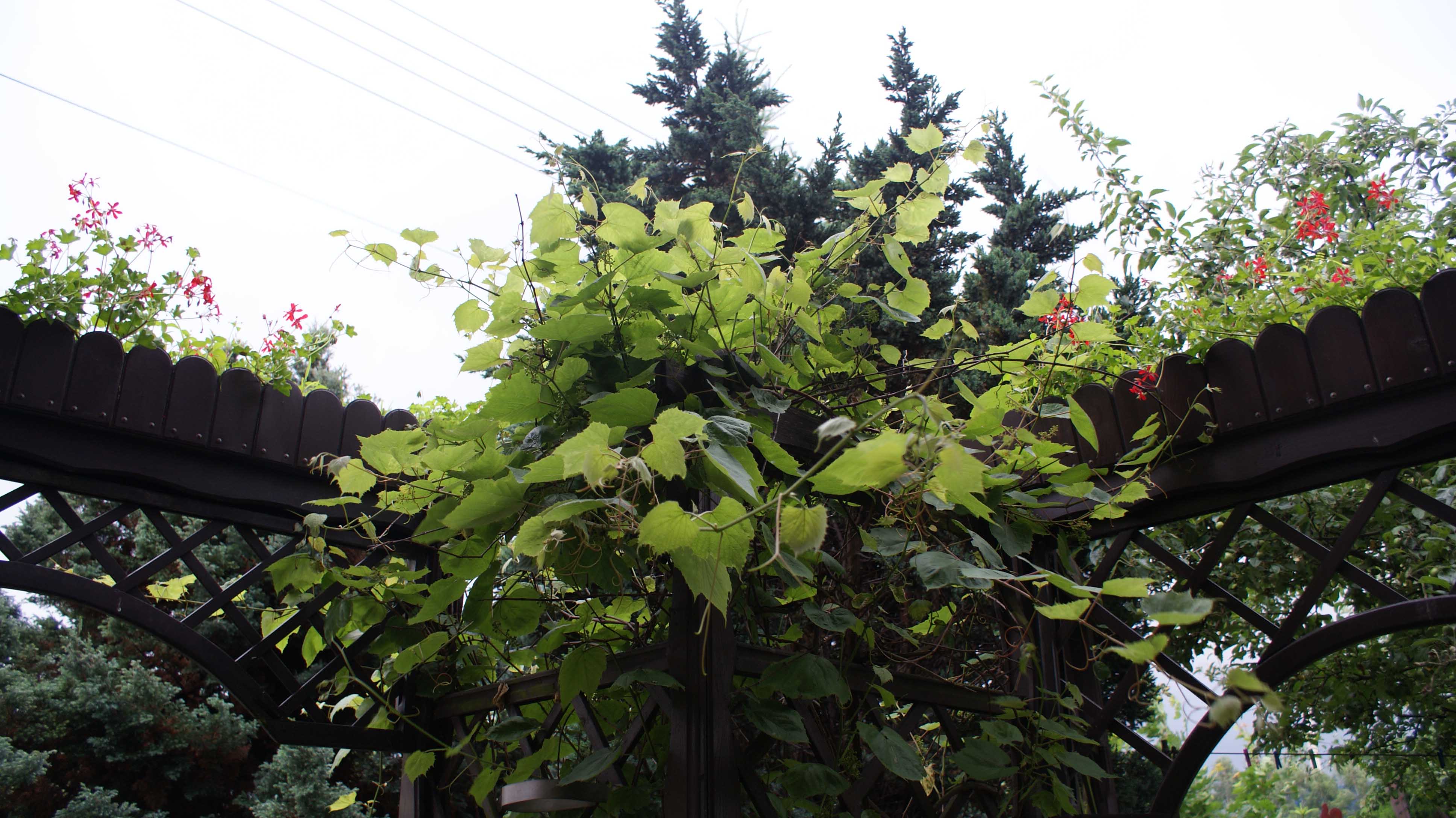 zarośnięta pergola drewniana