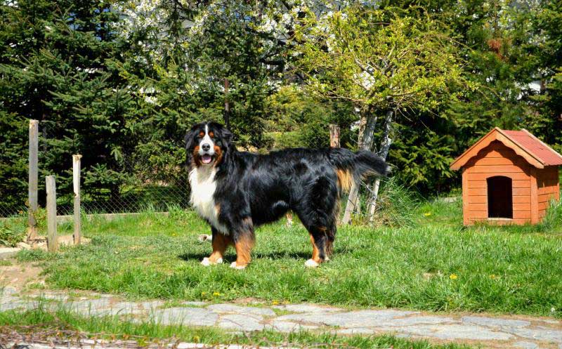 budy dla psów budy dla psów