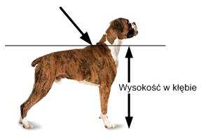 dobór budy dla psa sposób mierzenia psa dla doboru budy